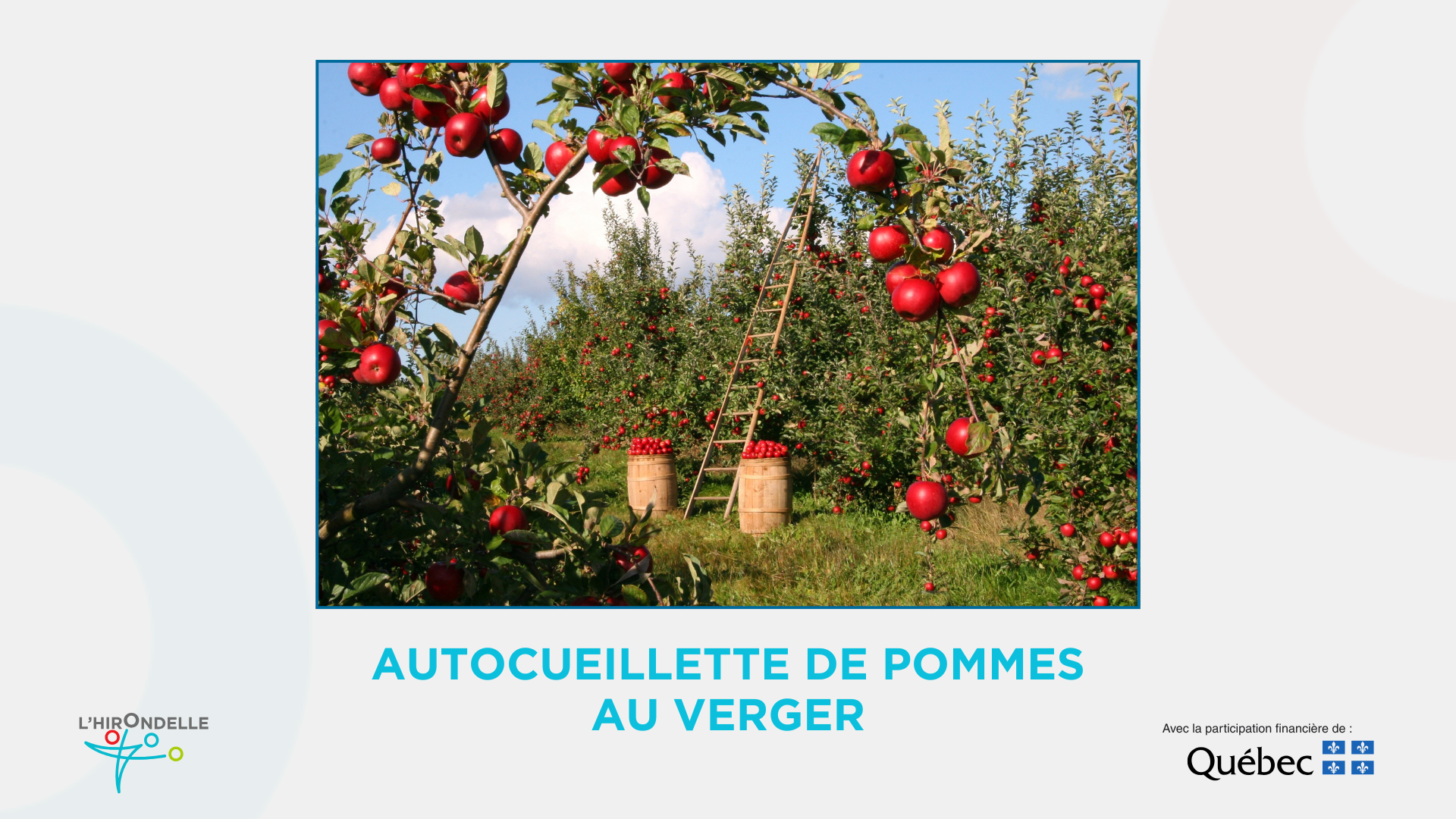 Autocueillette de pommes au verger